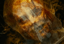 Jessica Lucas Evil Dead