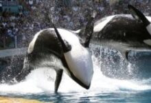 Blackfish
