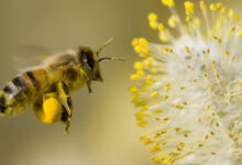 More Than Honey