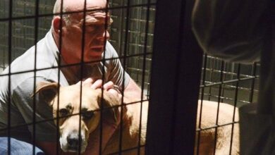 Dean Norris Under the Dome Alaska