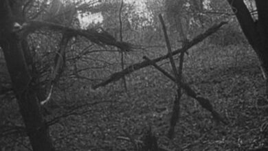 The Blair Witch Project Trees