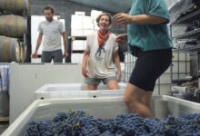 Two Women One Man Crushing Grapes Living Wine