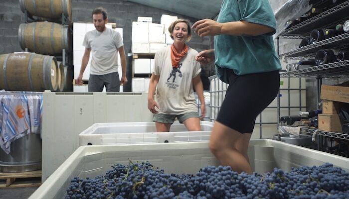 Two Women One Man Crushing Grapes Living Wine