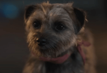 Dog Strays
