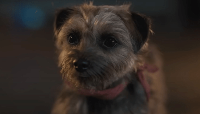 STRAYS (2023): Raunchy Talking Dog Comedy Pushed Back From June to August