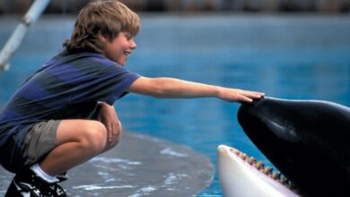 Warner Bros. Sets Out to Reboot 1993's Successful Family Film FREE WILLY